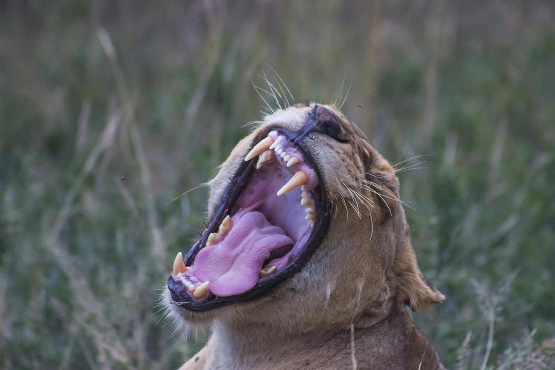 Monwana Villa Thornybush Game Reserve Exterior photo